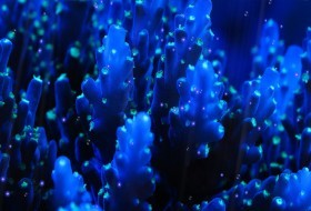 Голубые кораллы